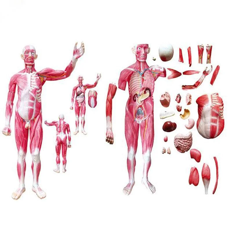 Best Selling Medical Teaching Anatomical Model 85cm Human Body Muscles