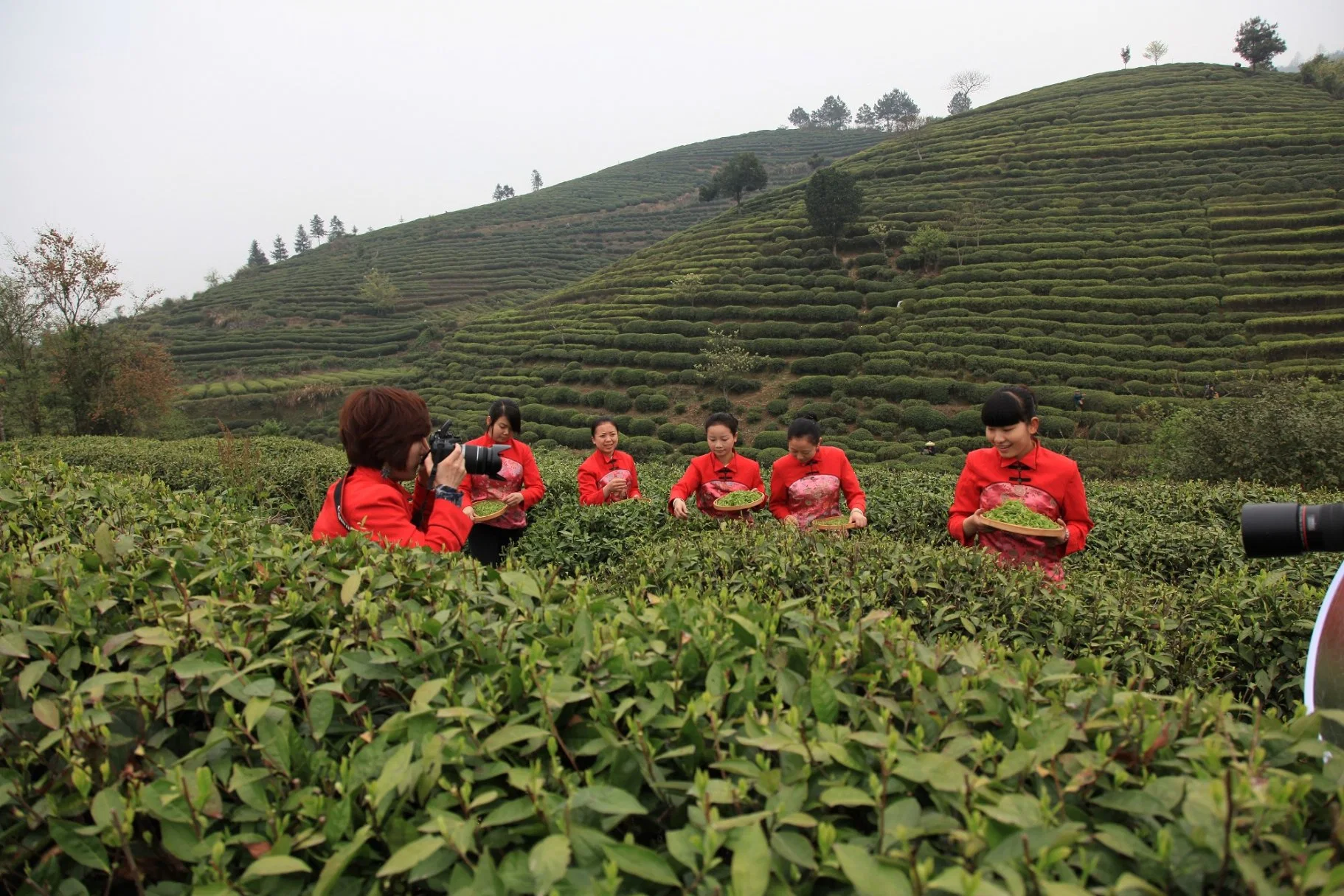 China Best Loose Organic Green Tea Chinese Loose Tea Dry Tea Health Slimming Op Green Tea
