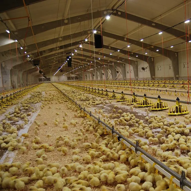 Well Designed Broiler Breeder Layer Chicken Use Poultry Farm Construction Design