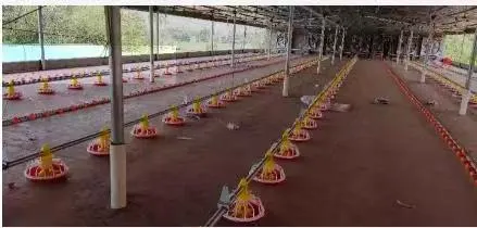 The Poultry Automatic Chicken Feeding System Breeding Equipment for Broiler Chicken Farm