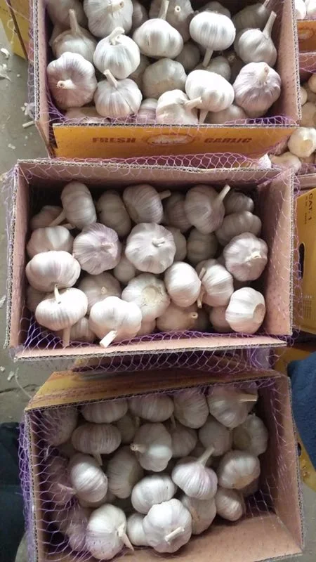 Fresh White Garlic New Crop 2020 China White Garlic Fresh for Import with Good Price