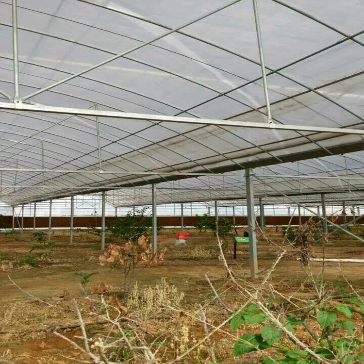 Agricultural Multi- Span Film PE Plastic Greenhouse Steel Structure for Tomatoes with Hydroponic System