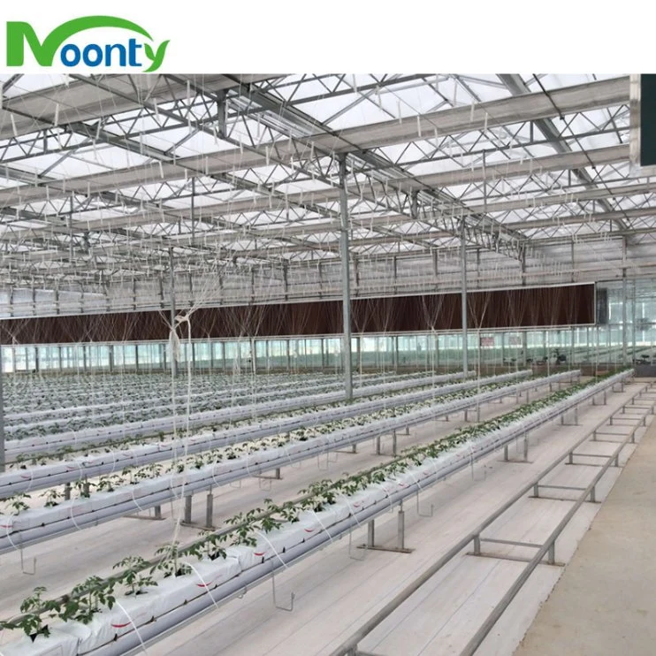 Manufacturer Supply Hydroponics Strawberry Gutter System in Greenhouse