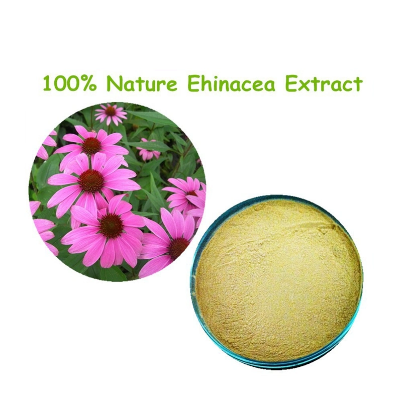 Water Soluble 4 Chicoric Acid Natural Echinacea Purpurea Plant Extract Powder