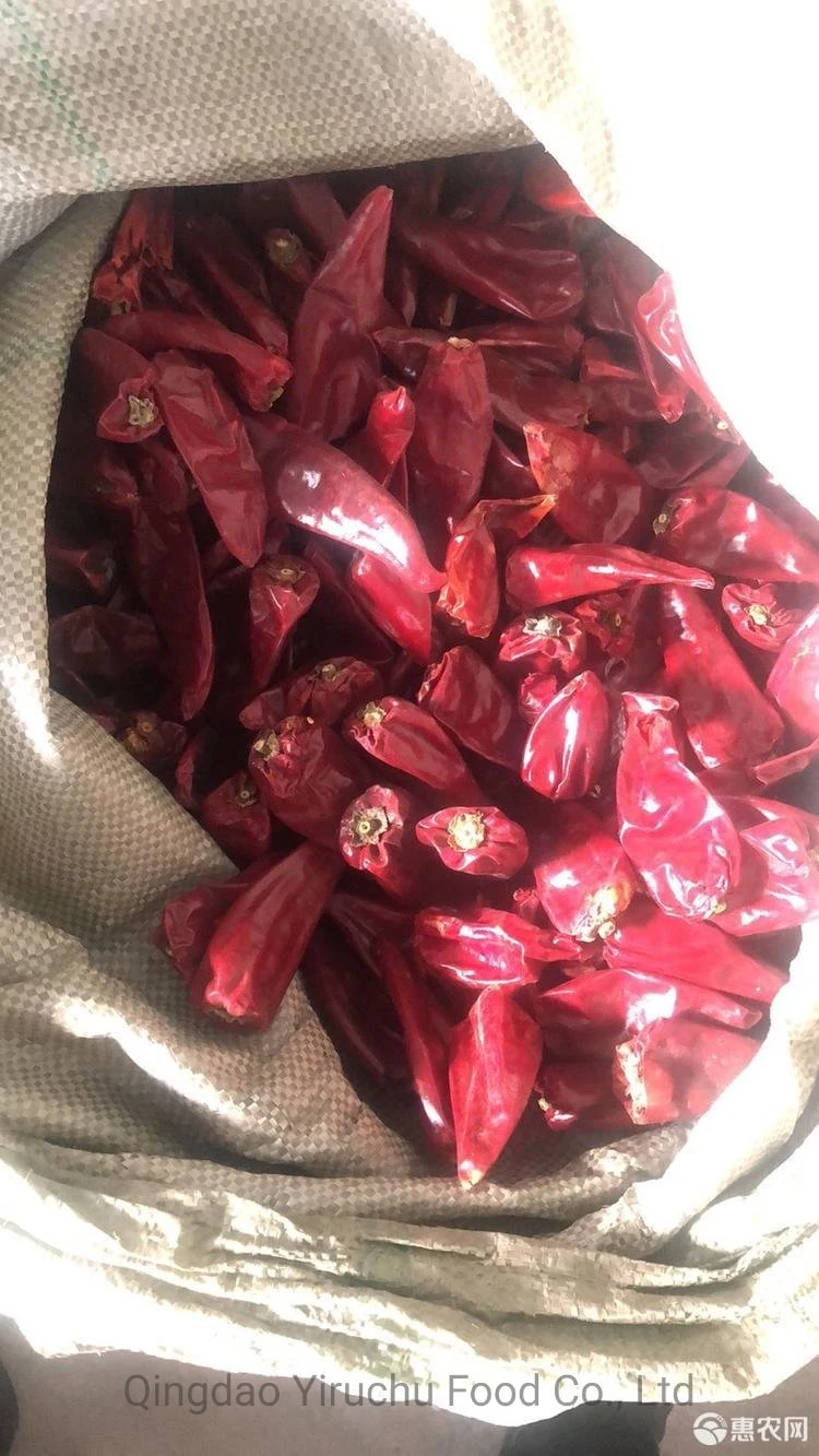 Pimiento rojo chino que puede reforzar la circulación sanguínea