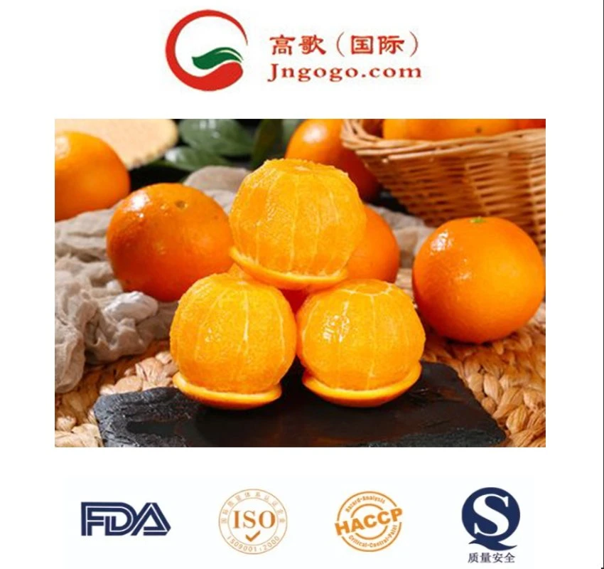 Premium Fresh Oranges - Big Orange Fruits Best Price Offer Mandarine