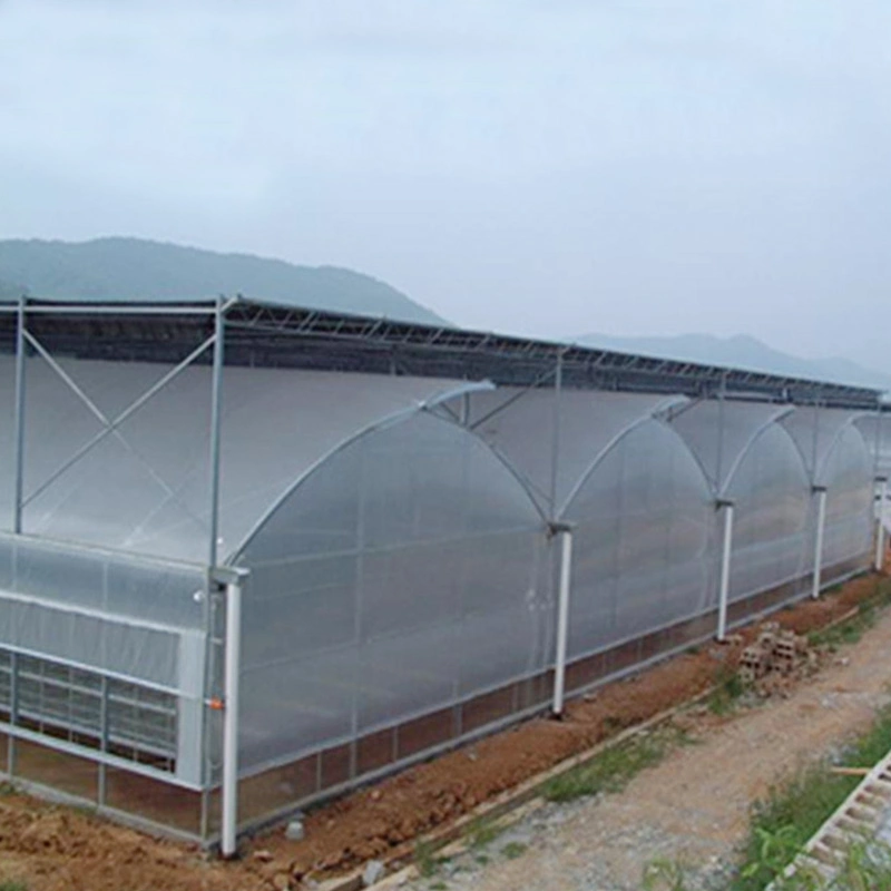 Q195 Steel Structure Platform Xinhe Standard Packing Container Vegetables Film Greenhouse