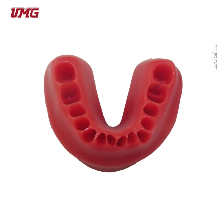 High quality/High cost performance  Wax Occlusion Rim Teaching Tooth Model