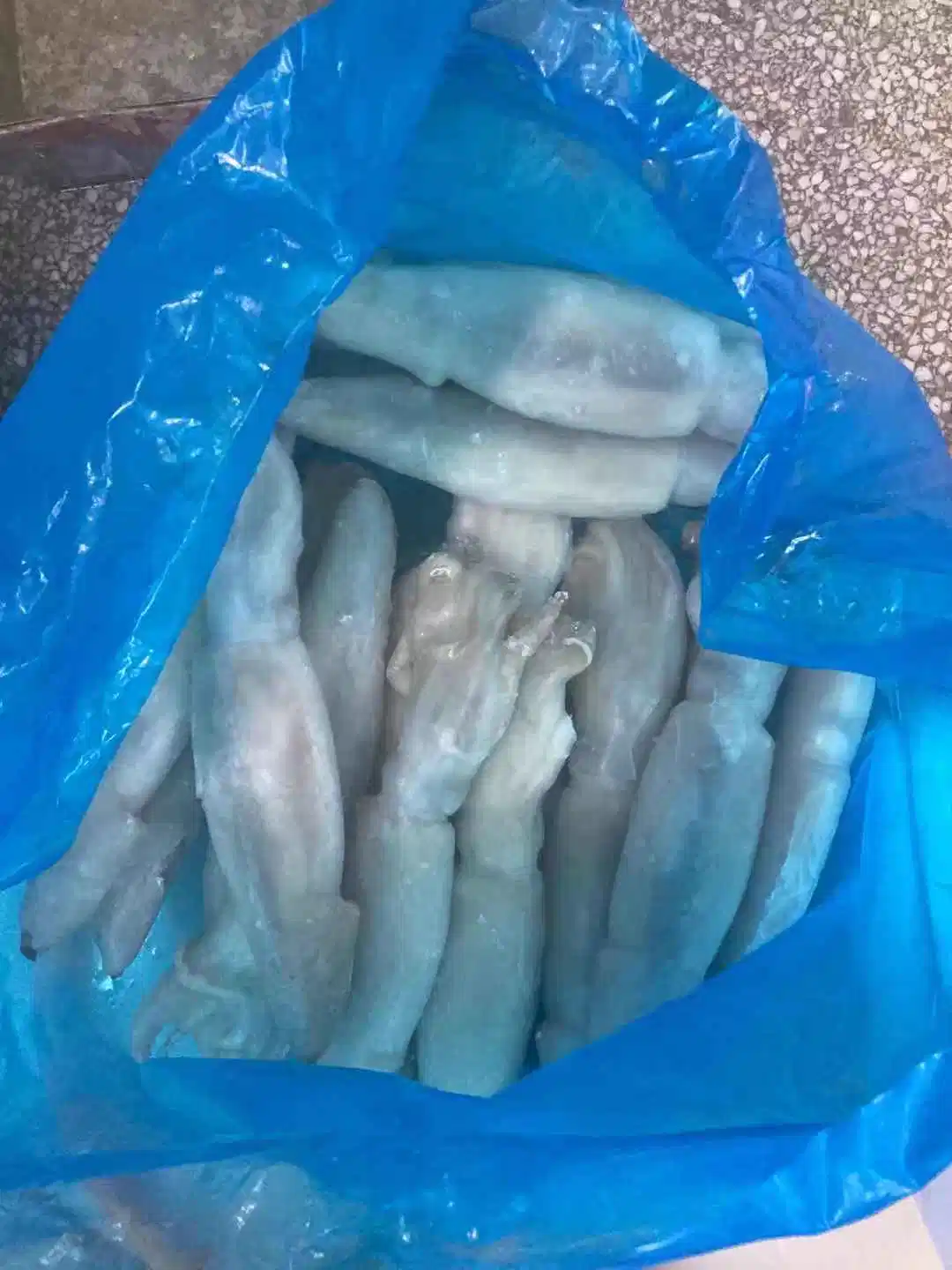 Frozen Argentina Illex Squid for Bait