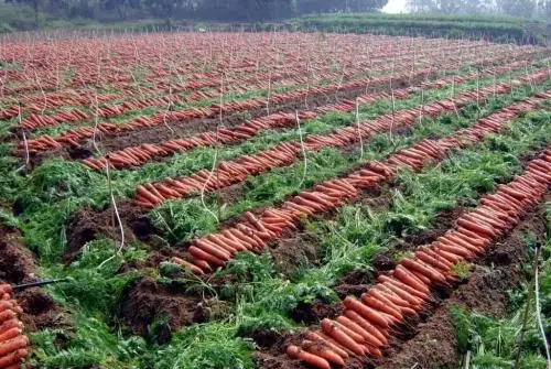 Bulk New Harvest Fresh Carrot with Low Price Red Healthy Carrots