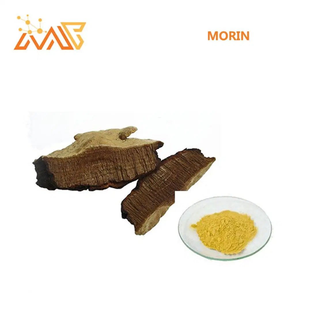 100% Pure Natural Fustic Extract Morin 98% Powder