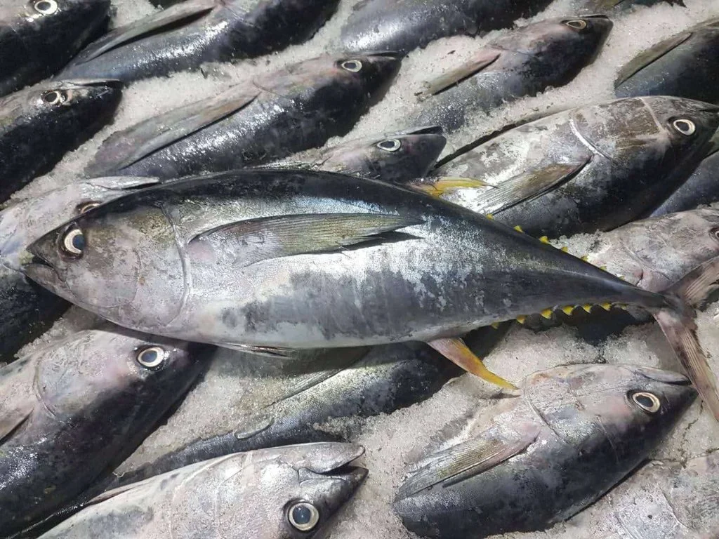 10kg up Whole Round Tuna Fish Yellow Fin Tuna