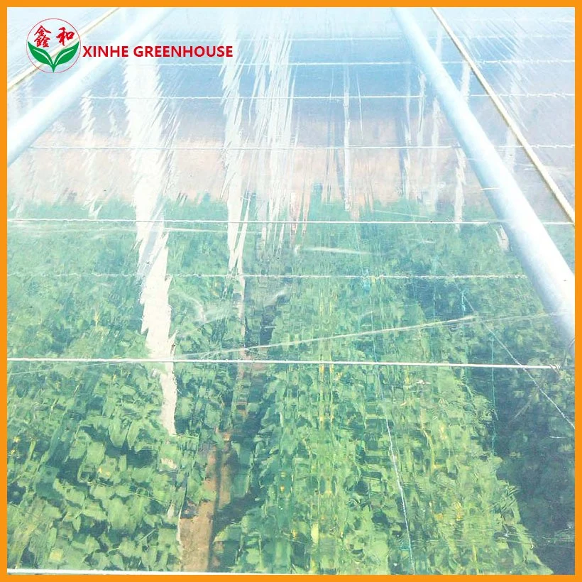 Po Film PE Garden Warm Agro Multi Span Greenhouses