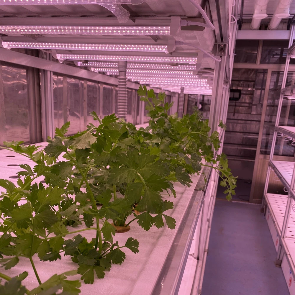 نظام النمو Hydroponic في حاويات زراعة الدفيئة بالجملة