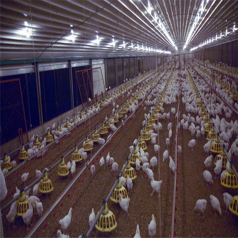 Las aves de corral arrojar granja avícola la construcción de casa para pollos de 10000.