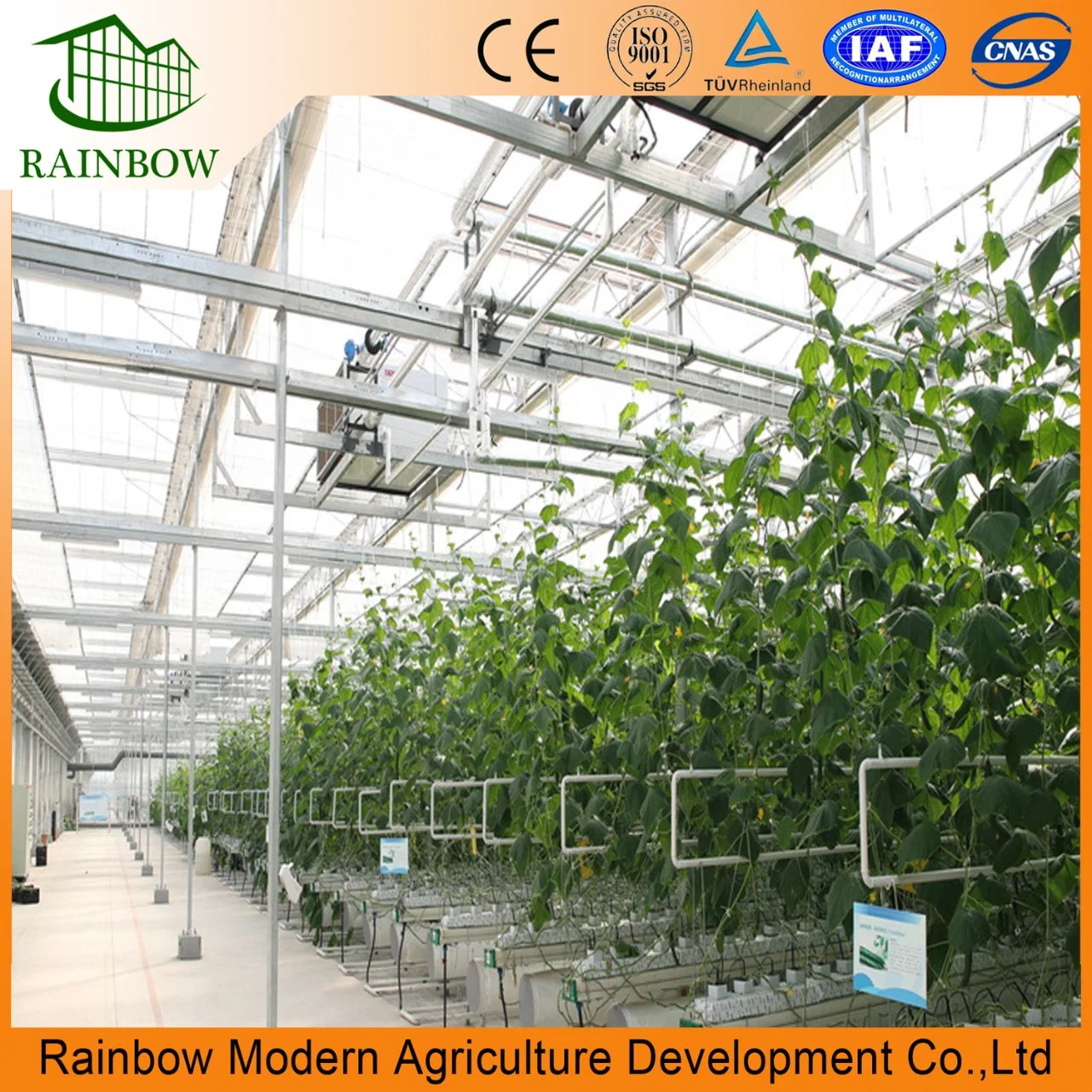 Multi Span Plastic Greenhouse Spray System