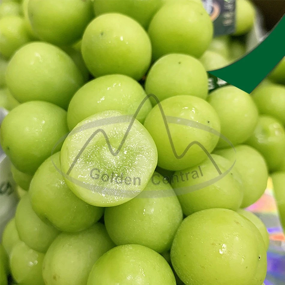 Supplier Offer Delicious High Sugar Shine Muscat Grape Seedless