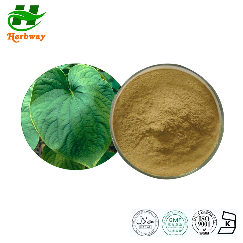 Herbway Piper Methysicum Forst 30%Kavalactones Kavalactones Powder Kava الاستخراج مسحوق