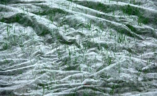 PP Spunbond Nonwoven Products Used for Plant Protection