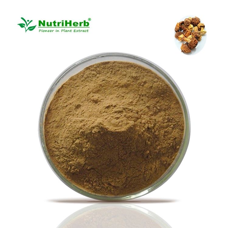 Pure 10%-50% Polysaccharide Agaricus Blazei Extract