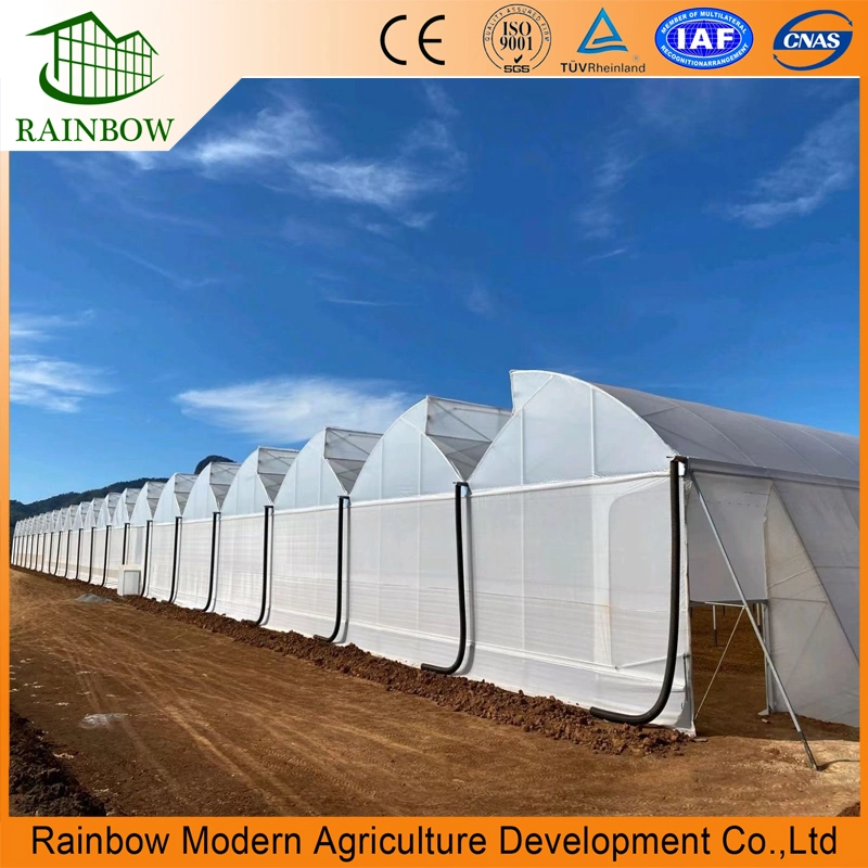 Multi Tunnel Film Greenhouse Flower House