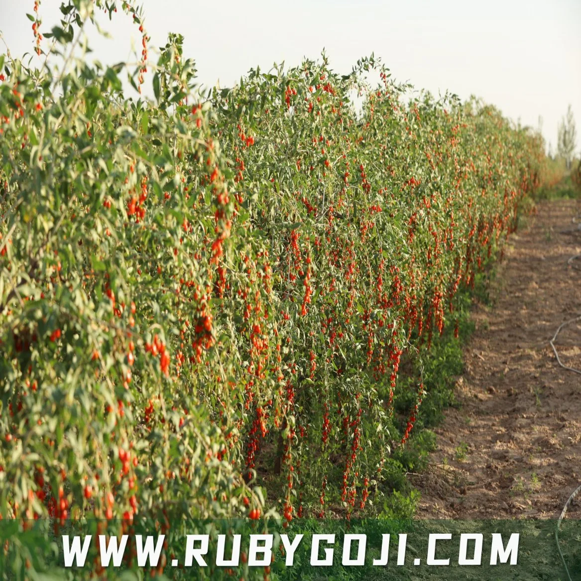 Popular Goji Berry Certificado por la UE y NOP estándar