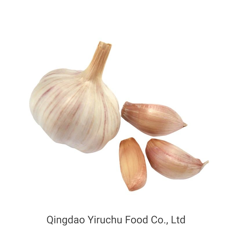 Direct Supply From Chinese Origin, High-Quality Garlic