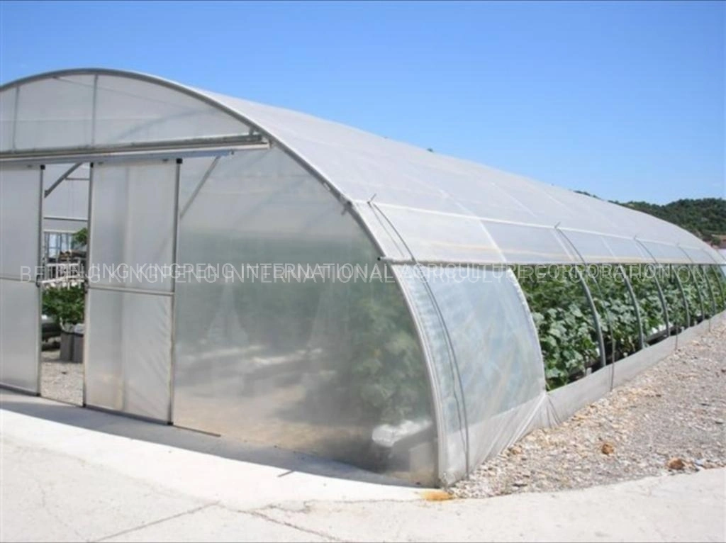 Single Span Tunnel Film Greenhouse with Single Layer Film for Lettuce/Spinach/Cerly