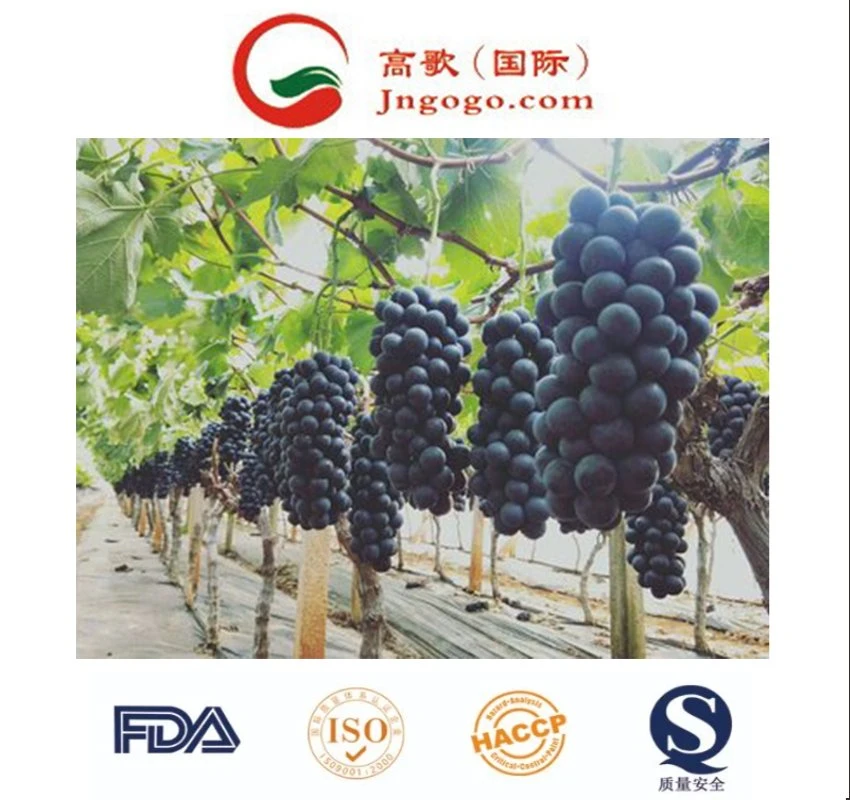 Las uvas frescas, frutas frescas, China Exportador de fruta fresca uva negra