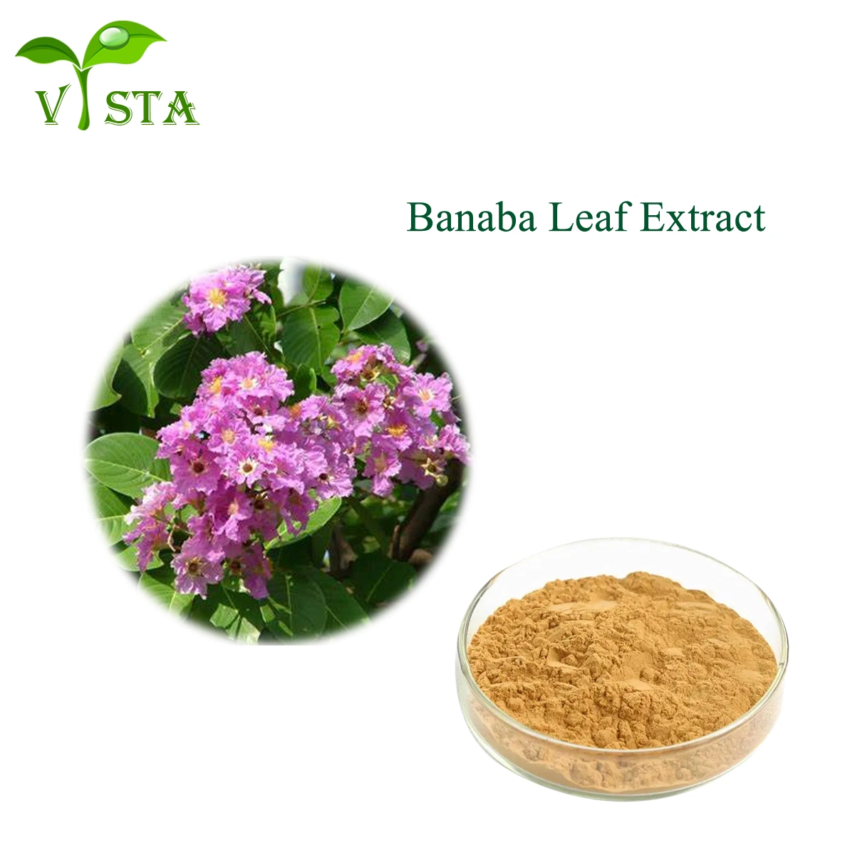 100% extrait naturel de feuille de Banaba 1%- 98% Lagerstroemia acide corosolique Extrait de speciosa