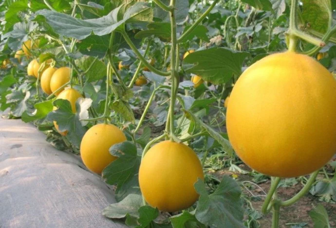 Graines de melons hybride Rock jaune melon les graines de semence