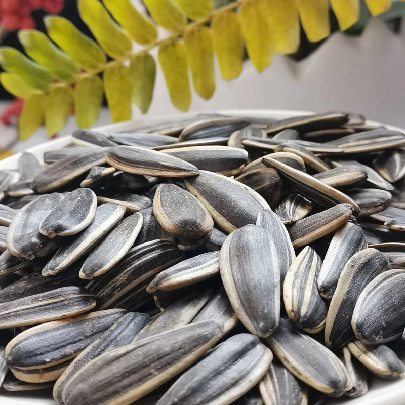 Crispy Roasted and Salted Sunflower Seeds with Skin Nature and Healthy