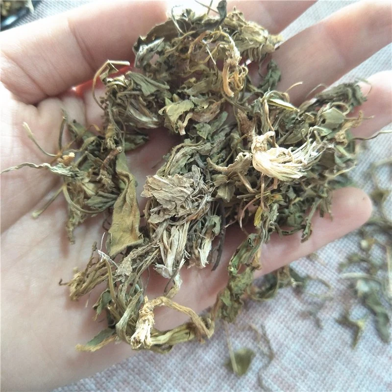 Zi Hua Di Ding Dried Herbs Chinese Viola Phillipina Herba