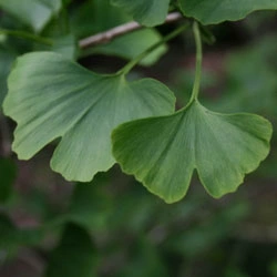 Armazenamento em Massa Extrato de Ginkgo Biloba para proteger a saúde dos vasos sanguíneos