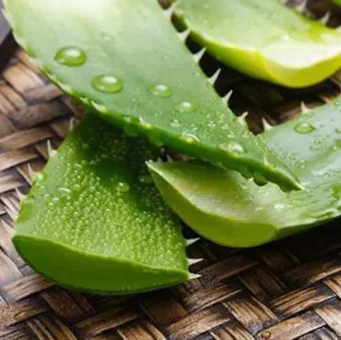 Aloe Vera 200: 1 Powder Aloe Vera Extract Powder Aloe Barbadensis Extract