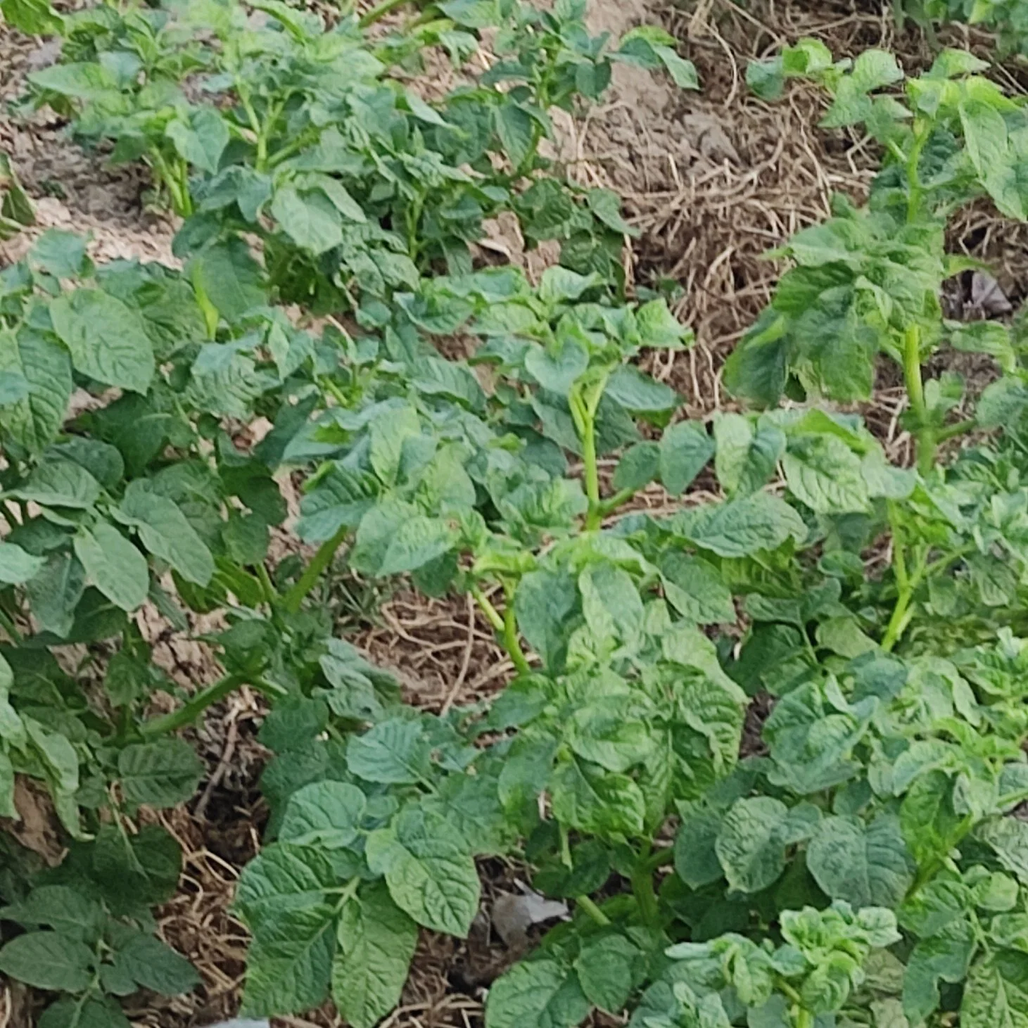 O herbicida venda quente quizalofop-P-etilo 100g/L CE