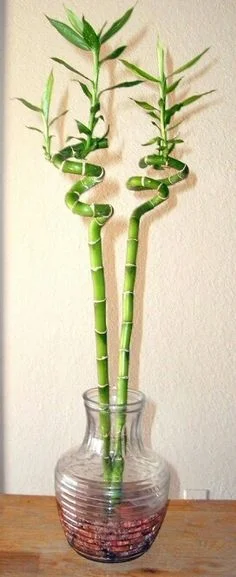 Спиральная Lucky Bamboo Dracaena Sanderiana живыми цветами в горшках воздухоочистителя