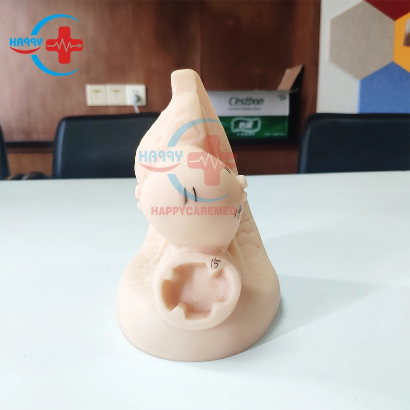 Hc-S131 Advanced Female Anatomy Catheter Model Female Genital Organs Model