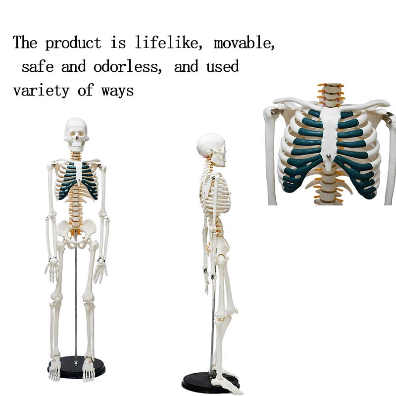 85cm White Human Skeleton Model with Neurovascular Green Breastbone