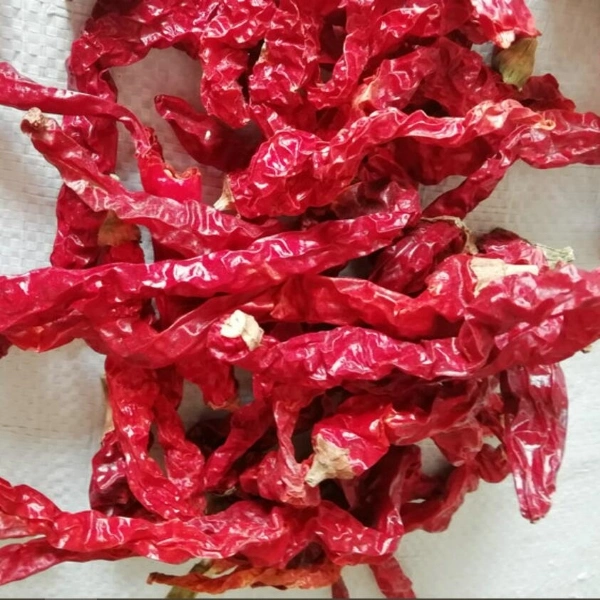 Roja seca de alta calidad Xian Chill Pimienta larga Barata fábrica de productos Chili el sistema de HACCP/ISO/Brc/certificados kosher