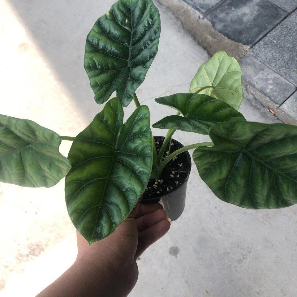 Alocasia Sinuata planta viva Bonsai Sala de estar dentro y fuera de oficina