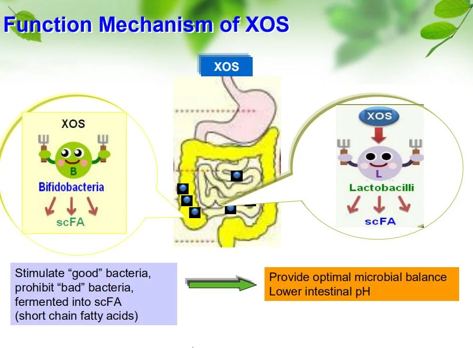 نوع جديد من المضادات الحيوية لا يشع Xylooliosaccharide probietics Xos Xylo-Oligosaccharide