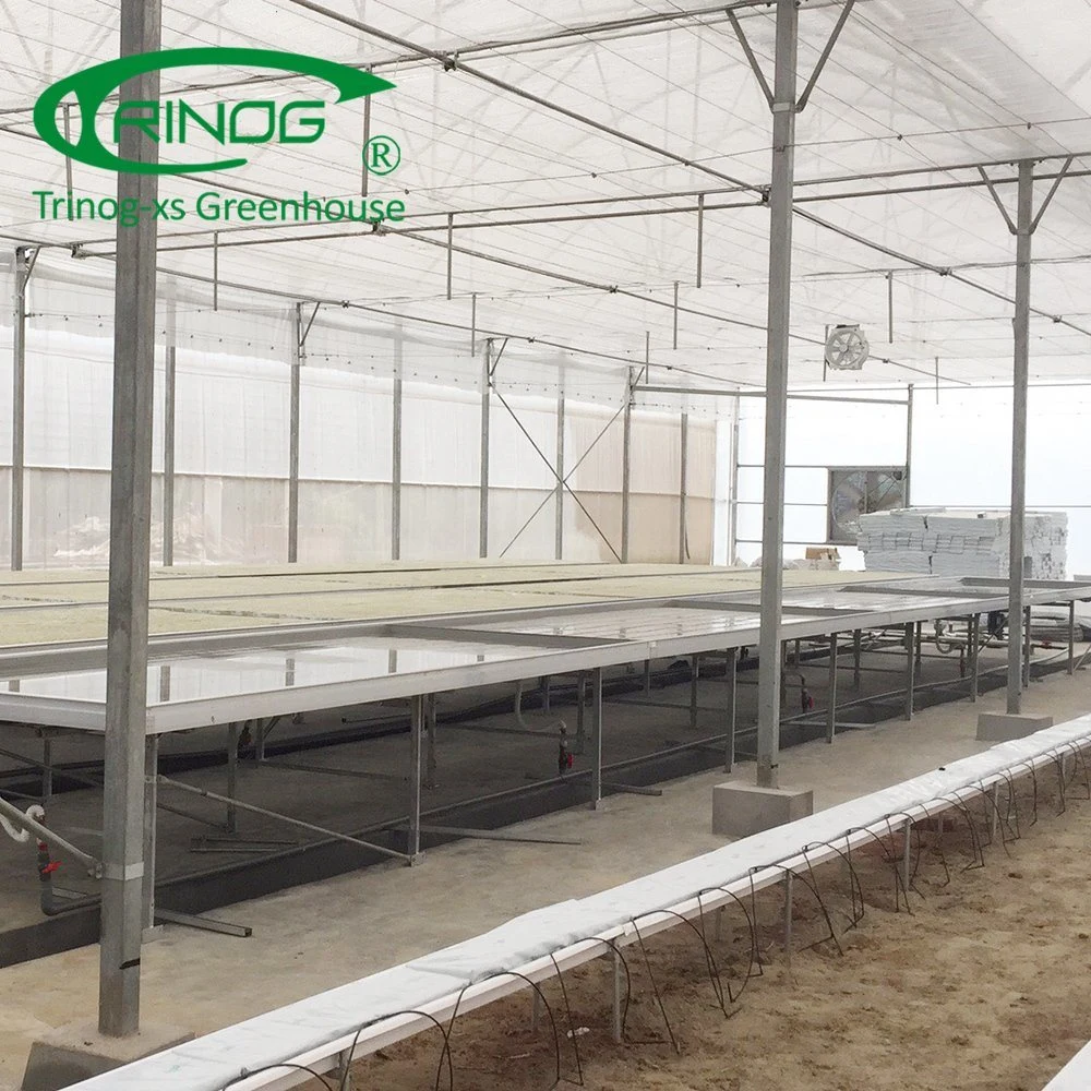 Agriculture Vegetables Commercial Multi-span Film Greenhouse with Cultivation Hydroponics System