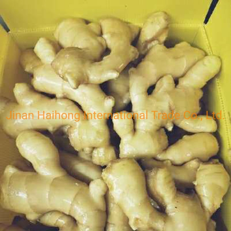 Fresh Shine Yellow Dry Ginger Supplier