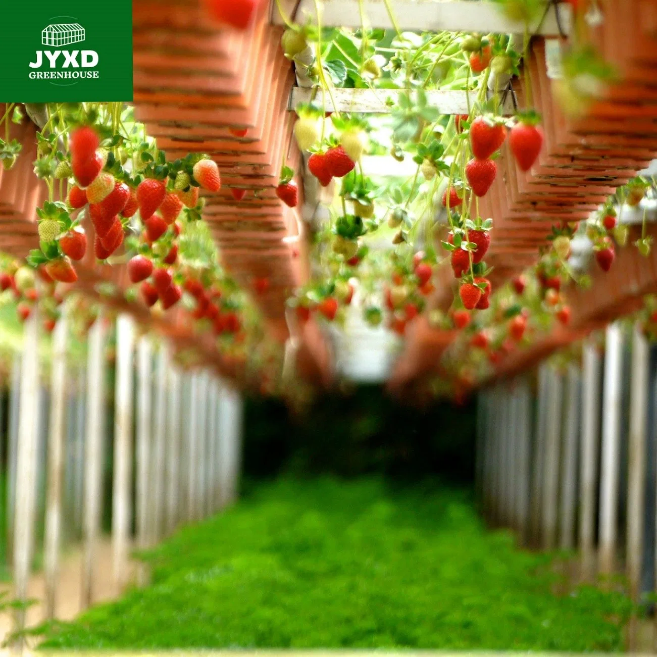 Strawberry Is Used for Tomato/Cucumber PC Board Rain Gutter Planting Greenhouse