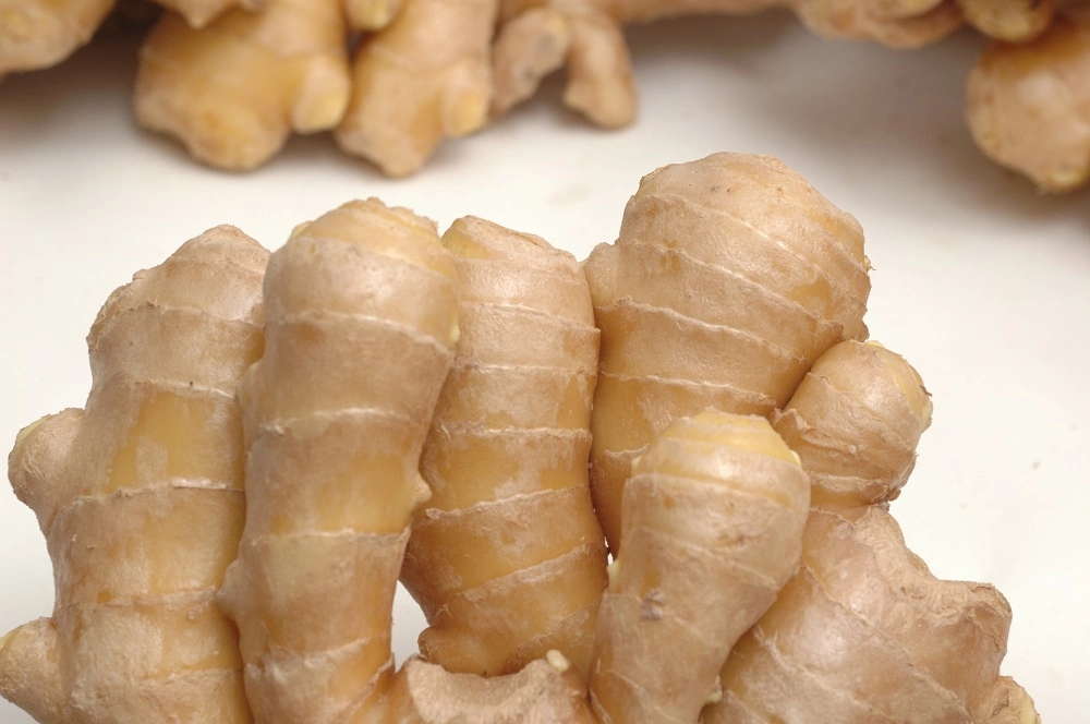 20kg Mesh Bag Packing Fresh Ginger for Exporting