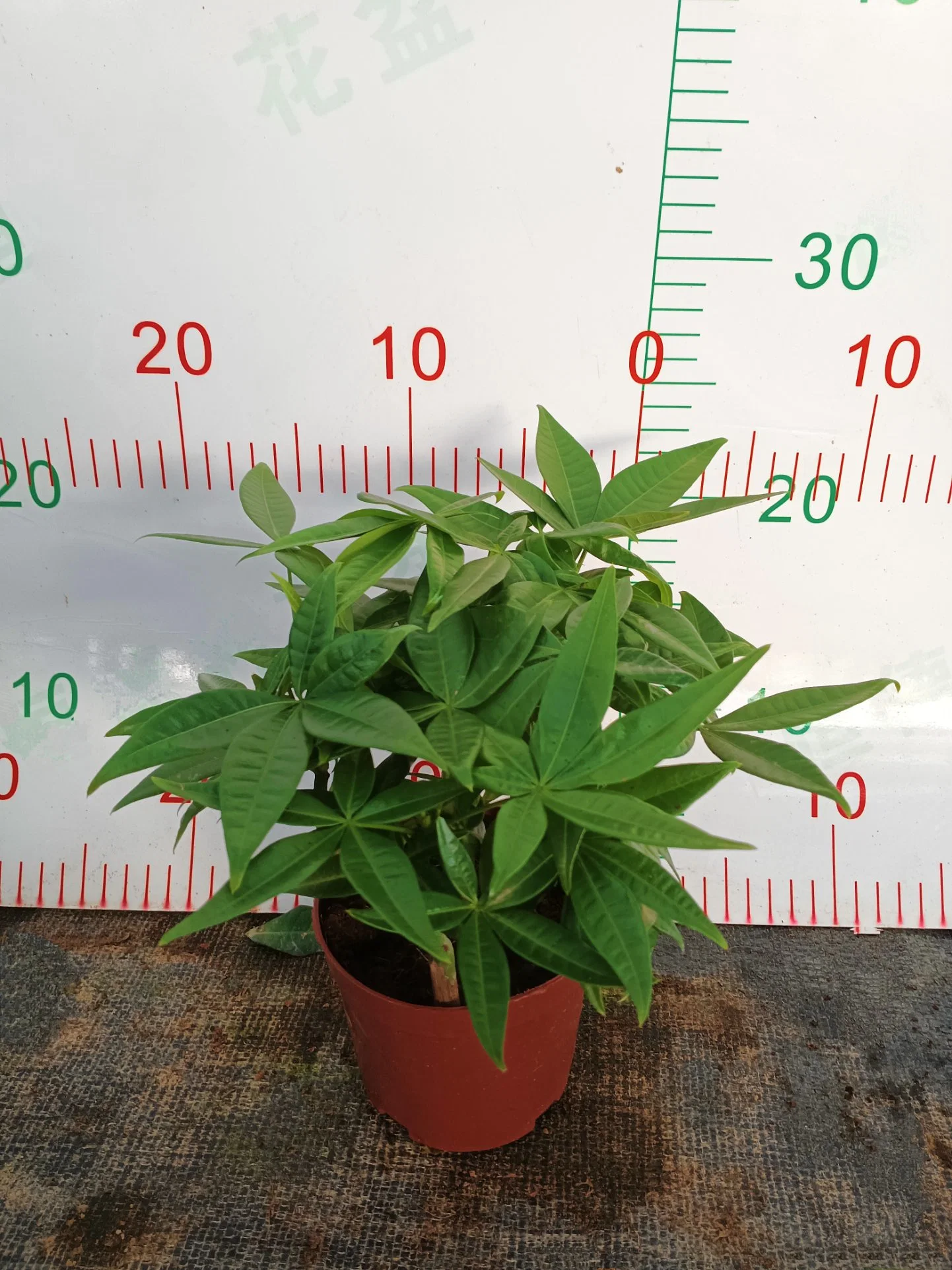 Cheap Price China Tree Money Tree Pachira Aquatica Seeds Evergreen Potted Plants Bonsai for Home Decoration