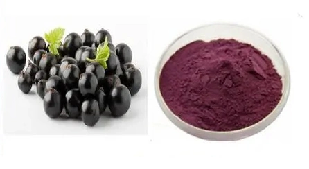 E. K precio de fábrica de hierba de grosella negra de alta calidad extracto de fruta para el 25% de las antocianinas antioxidante Anthocyanidins PAC Ribes Extracto Casis