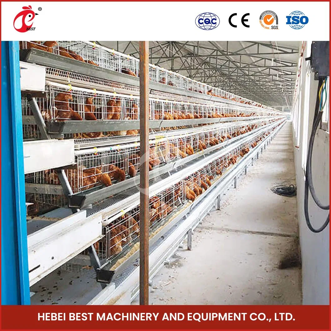 Bestchickencage a Type couche cage China couche cage matériel de poulet Échantillon en usine disponible cages de la couche de volaille Configuration conteneur d'expédition poulet Coop