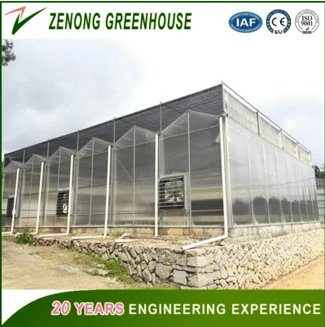 Agriculture Multi Span PC Plate Greenhouse for Vegetables/Crops/Fruits Growing in Clean &amp; Healthy Environment